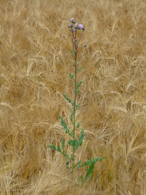 Thistle in Wheat