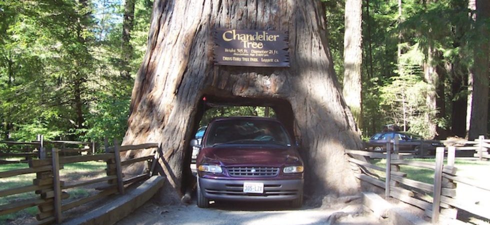 chandelier tree 2005