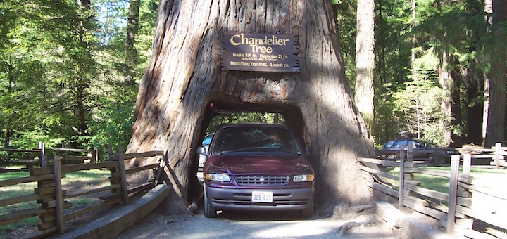 Chandelier Tree 2005